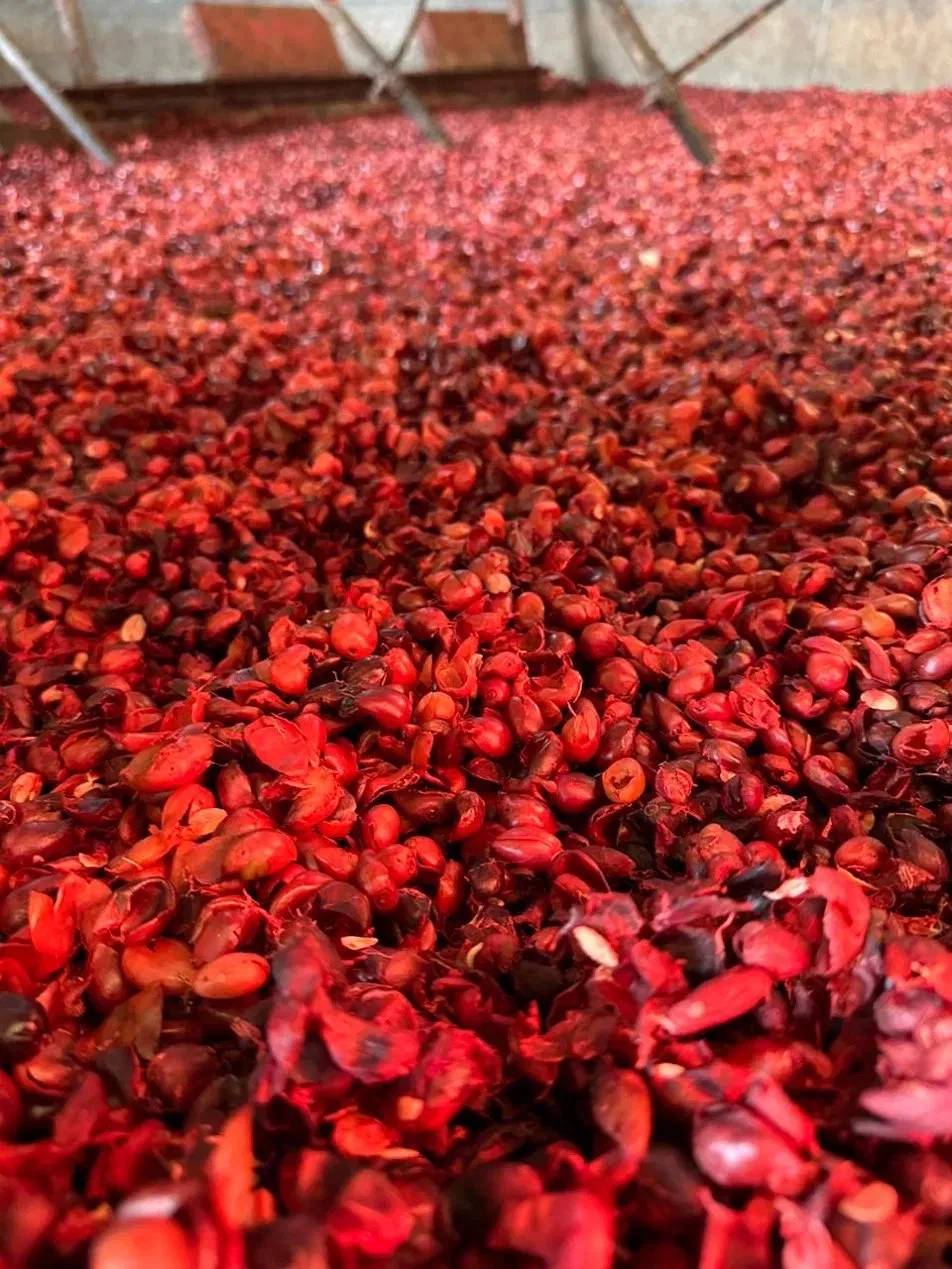 Cascara de café fresca — frutos vermelhos maduros