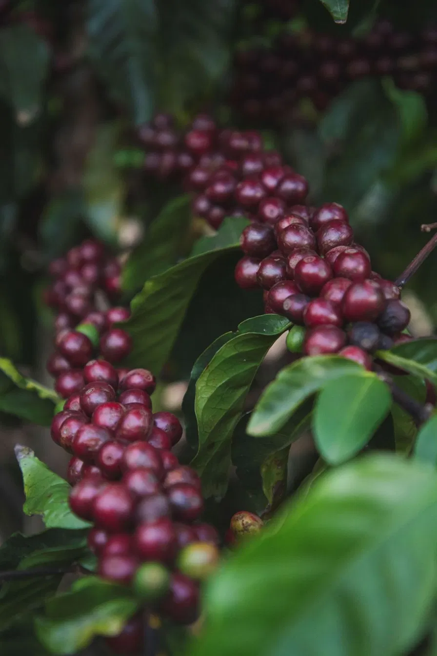 Cascara de café secando ao sol em bandejas de madeira